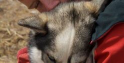 Homme câlinant un chien husky.