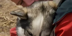Personne embrassant un chien husky affectueusement